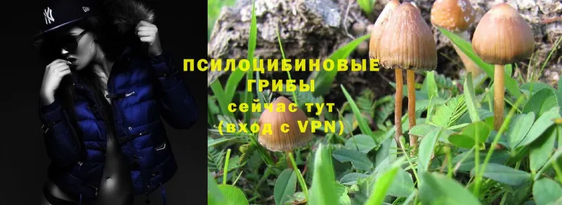 Псилоцибиновые грибы MAGIC MUSHROOMS  маркетплейс какой сайт  Нефтегорск 